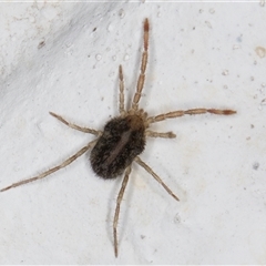 Erythraeidae (family) at Melba, ACT - 19 Dec 2024