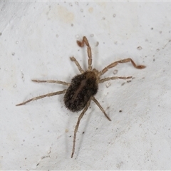 Erythraeidae (family) at Melba, ACT - 19 Dec 2024