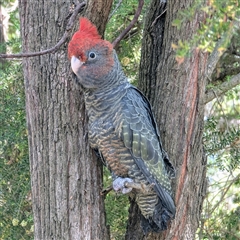 Callocephalon fimbriatum (Gang-gang Cockatoo) at Acton, ACT - 20 Dec 2024 by HelenCross