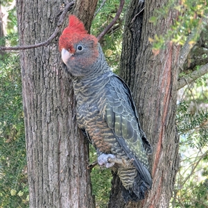 Callocephalon fimbriatum at Acton, ACT - suppressed