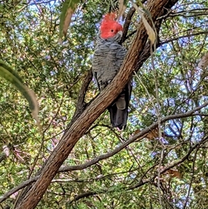 Callocephalon fimbriatum at Acton, ACT - suppressed