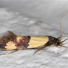 Opogona cleonyma (A Tineid moth (Hieroxestinae) at Melba, ACT - 19 Dec 2024 by kasiaaus