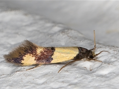 Opogona cleonyma (A Tineid moth (Hieroxestinae) at Melba, ACT - 19 Dec 2024 by kasiaaus