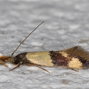 Opogona cleonyma at Melba, ACT - 19 Dec 2024