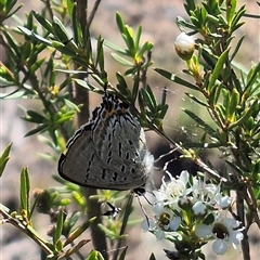 Jalmenus ictinus (Stencilled Hairstreak) at Carwoola, NSW - 20 Dec 2024 by clarehoneydove