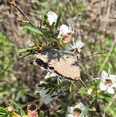 Jalmenus ictinus at Carwoola, NSW - 20 Dec 2024