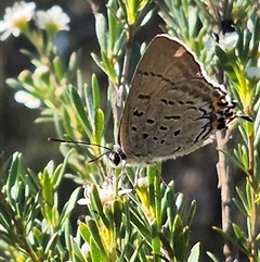 Jalmenus ictinus at Carwoola, NSW - 20 Dec 2024