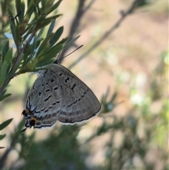 Jalmenus ictinus at Carwoola, NSW - 20 Dec 2024