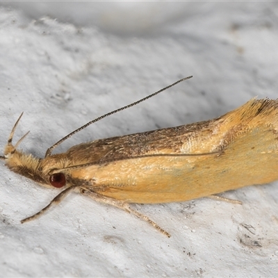 Thema brevivitella (A Concealer moth (Chezala Group)) at Melba, ACT - 19 Dec 2024 by kasiaaus