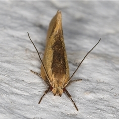 Thema brevivitella at Melba, ACT - 19 Dec 2024 11:22 PM