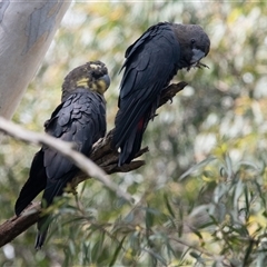 Calyptorhynchus lathami lathami (Glossy Black-Cockatoo) at Penrose, NSW - 1 Mar 2020 by GITM1