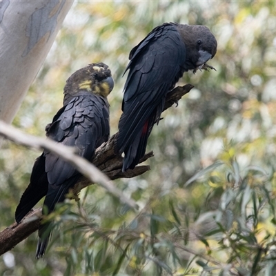 Calyptorhynchus lathami lathami (Glossy Black-Cockatoo) at Penrose, NSW - 1 Mar 2020 by GITM1