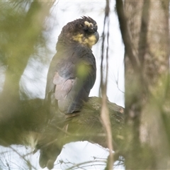Calyptorhynchus lathami lathami at Penrose, NSW - suppressed