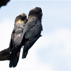 Calyptorhynchus lathami lathami at Penrose, NSW - suppressed