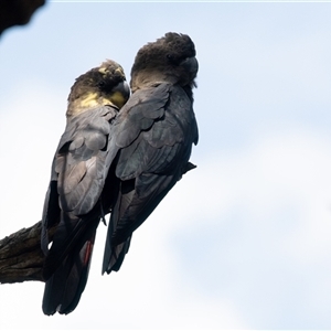 Calyptorhynchus lathami lathami at Penrose, NSW - suppressed