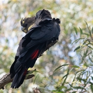 Calyptorhynchus lathami lathami at Penrose, NSW - 1 Mar 2020