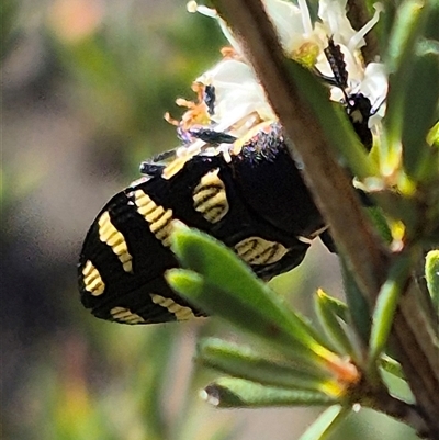 Castiarina octospilota (A Jewel Beetle) at Carwoola, NSW - 20 Dec 2024 by clarehoneydove