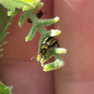 Monolepta froggatti (Leaf beetle) at Fyshwick, ACT - 20 Dec 2024 by clarehoneydove