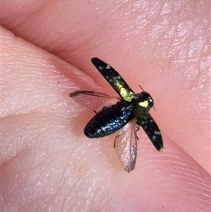 Diphucrania sp. (genus) at Fyshwick, ACT - 20 Dec 2024