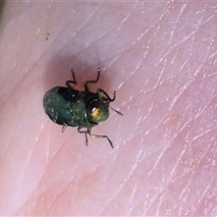 Diphucrania sp. (genus) at Fyshwick, ACT - 20 Dec 2024