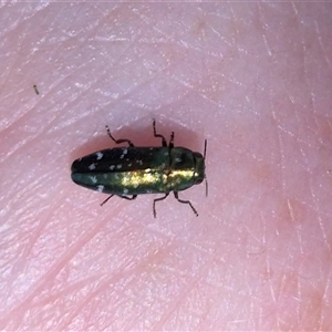 Diphucrania sp. (genus) at Fyshwick, ACT - 20 Dec 2024