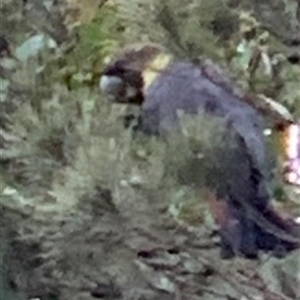 Calyptorhynchus lathami lathami at Penrose, NSW - suppressed