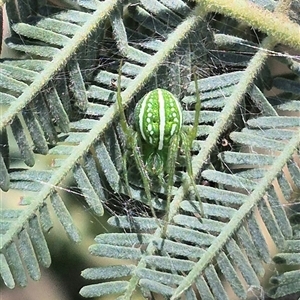 Araneus ginninderranus at Fyshwick, ACT - 20 Dec 2024