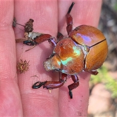 Anoplognathus montanus (Montane Christmas beetle) at Fyshwick, ACT - 20 Dec 2024 by clarehoneydove