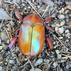 Anoplognathus montanus at Fyshwick, ACT - 20 Dec 2024