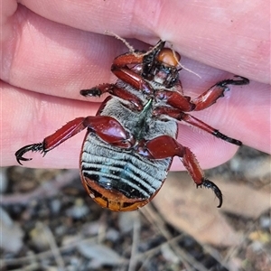 Anoplognathus montanus at Fyshwick, ACT - 20 Dec 2024