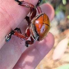 Anoplognathus montanus at Fyshwick, ACT - 20 Dec 2024