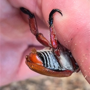 Anoplognathus montanus at Fyshwick, ACT - 20 Dec 2024