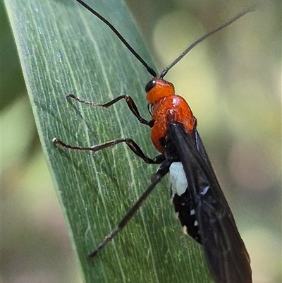 Rayieria basifer (Braconid-mimic plant bug) at Fyshwick, ACT - 20 Dec 2024 by clarehoneydove