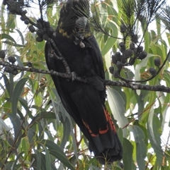 Calyptorhynchus lathami lathami (Glossy Black-Cockatoo) at Wingello, NSW - 12 Jul 2018 by GITM1