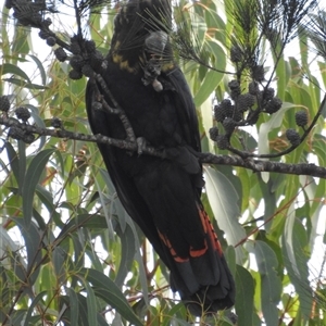 Calyptorhynchus lathami lathami at Wingello, NSW - 12 Jul 2018