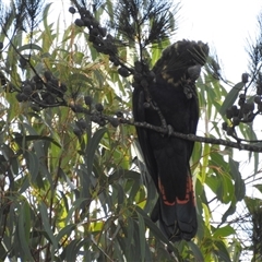 Calyptorhynchus lathami lathami at Wingello, NSW - 12 Jul 2018