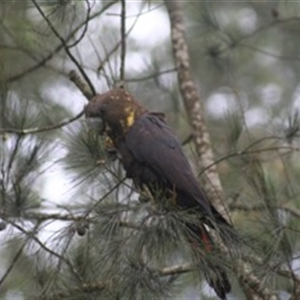 Calyptorhynchus lathami lathami at Penrose, NSW - 17 Aug 2020