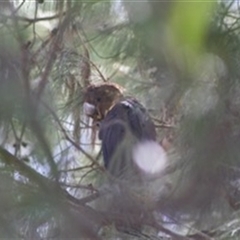 Calyptorhynchus lathami lathami at Penrose, NSW - 17 Aug 2020