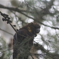 Calyptorhynchus lathami lathami at Penrose, NSW - suppressed