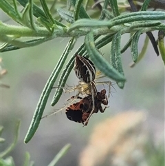 Reduviidae (family) (An assassin bug) at Bungendore, NSW - 20 Dec 2024 by clarehoneydove