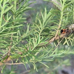 Reduviidae (family) at Bungendore, NSW - 20 Dec 2024