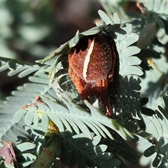 Hortophora sp. (genus) at Bungendore, NSW - 20 Dec 2024 by clarehoneydove