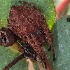 Araneus hamiltoni at Bungendore, NSW - 20 Dec 2024 by clarehoneydove