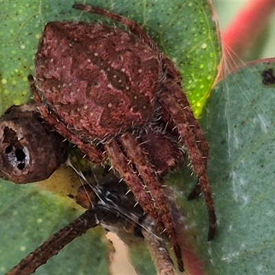 Araneus hamiltoni at Bungendore, NSW - 20 Dec 2024 by clarehoneydove