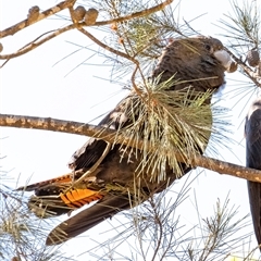 Calyptorhynchus lathami lathami (Glossy Black-Cockatoo) at Penrose, NSW - 24 Apr 2020 by GITM1