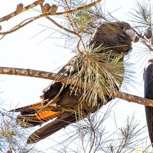 Calyptorhynchus lathami lathami at Penrose, NSW - suppressed