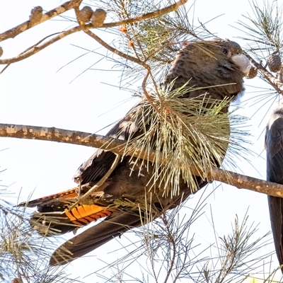 Calyptorhynchus lathami lathami (Glossy Black-Cockatoo) at Penrose, NSW - 24 Apr 2020 by GITM1