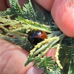 Dicranosterna immaculata (Acacia leaf beetle) at Fyshwick, ACT - 20 Dec 2024 by clarehoneydove