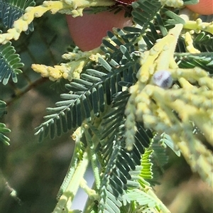 Dicranosterna immaculata at Fyshwick, ACT - 20 Dec 2024