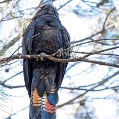 Calyptorhynchus lathami lathami (Glossy Black-Cockatoo) at Penrose, NSW - 11 May 2020 by GITM1